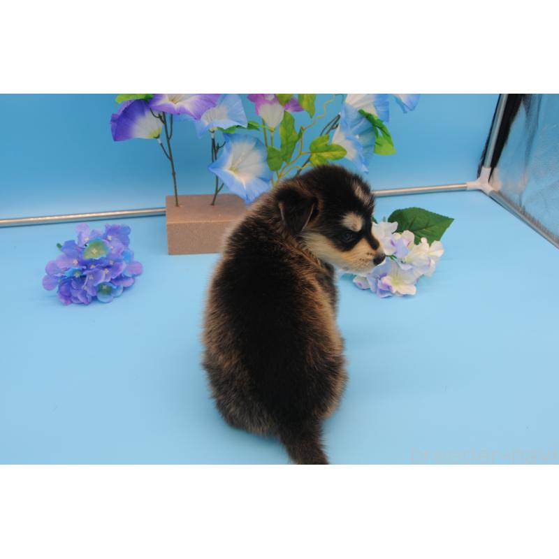 販売中の岡山県のミックス犬-399889の2枚目